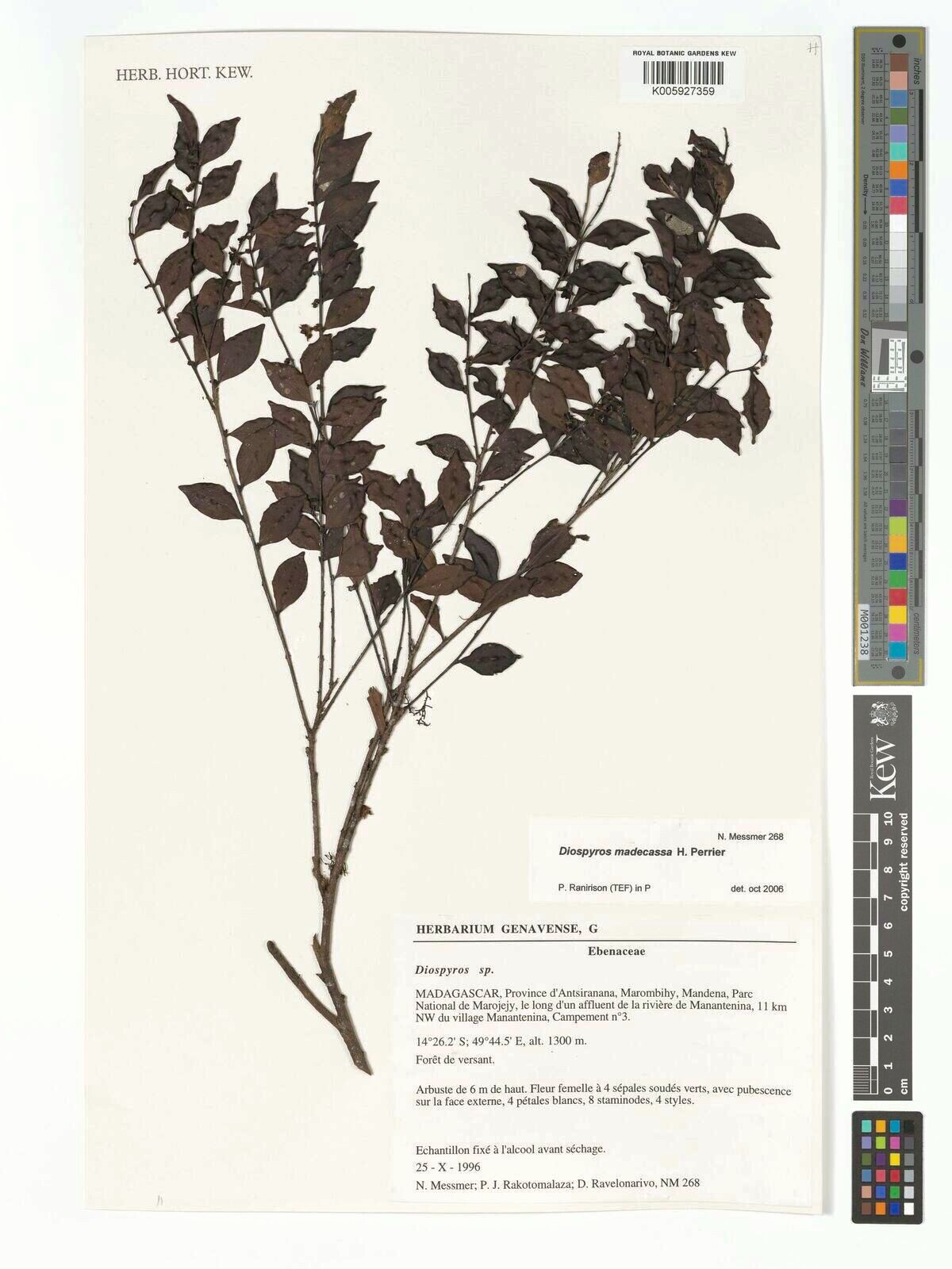 Diospyros madecassa — houseplant care guide