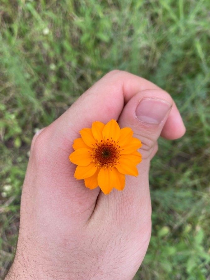Adenophyllum porophyllum flower