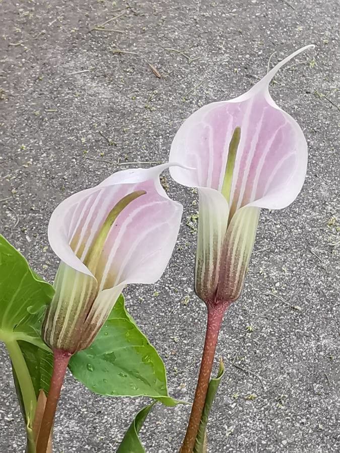 Arisaema candidissimum flower