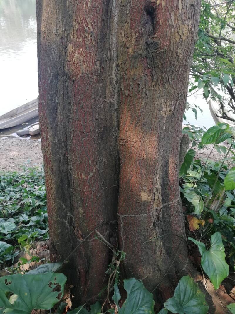 Albizia laurentii bark