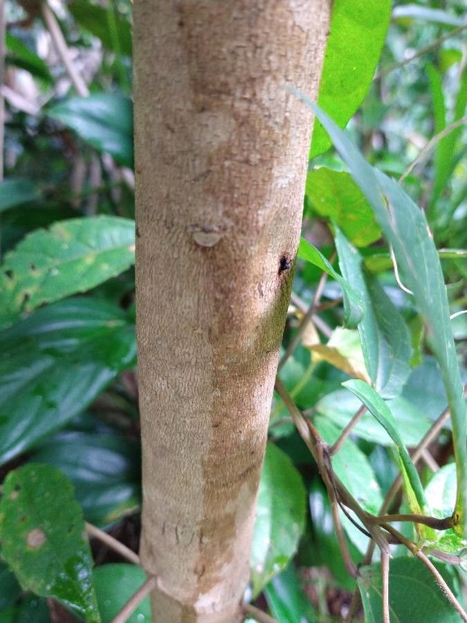 Alchornea triplinervia bark