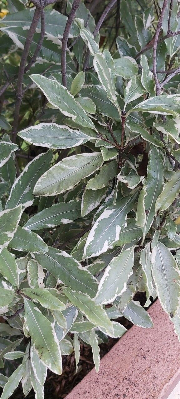 Pittosporum eugenioides leaf