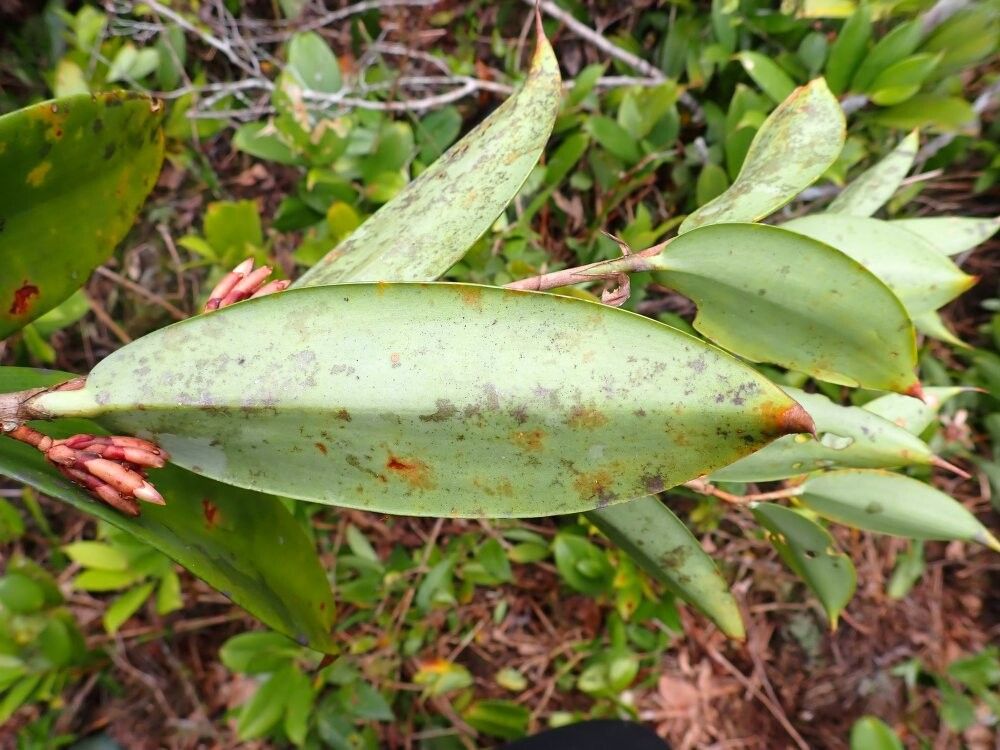 Costus lilaceus — houseplant care guide