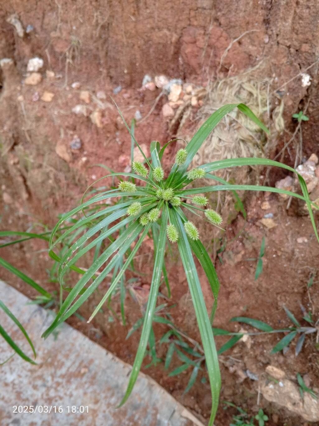 Cyperus thomensis — houseplant care guide