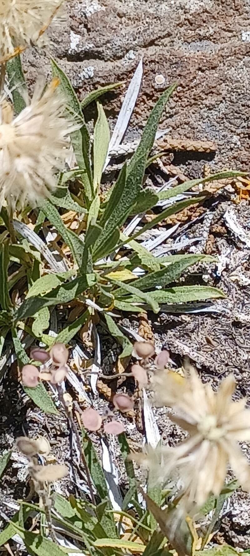 Stenotus acaulis — related species from the same genus