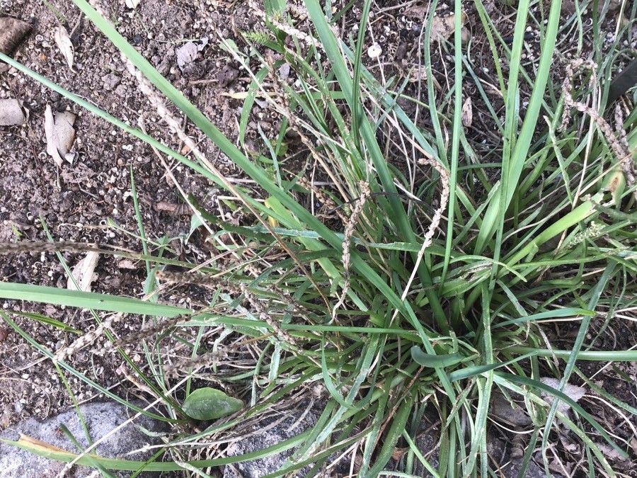 Plantago crassifolia leaf