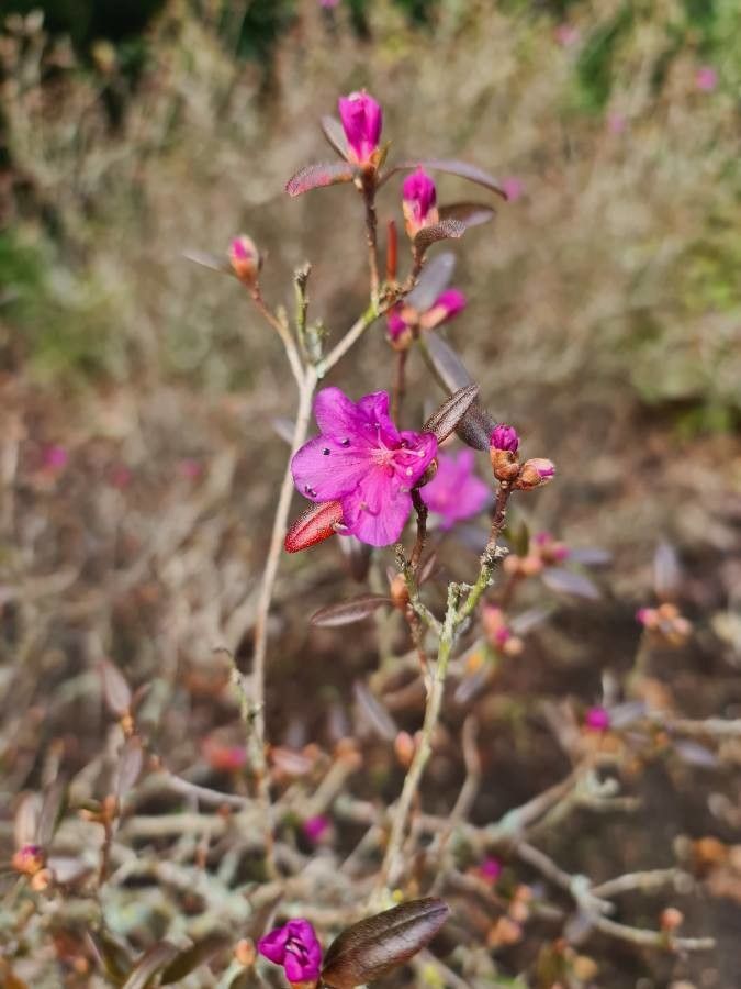 Limoniastrum guyonianum — related species from the same genus