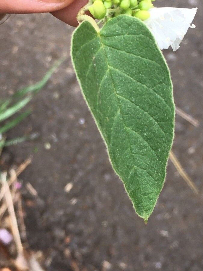 Convolvulus nodiflorus leaf