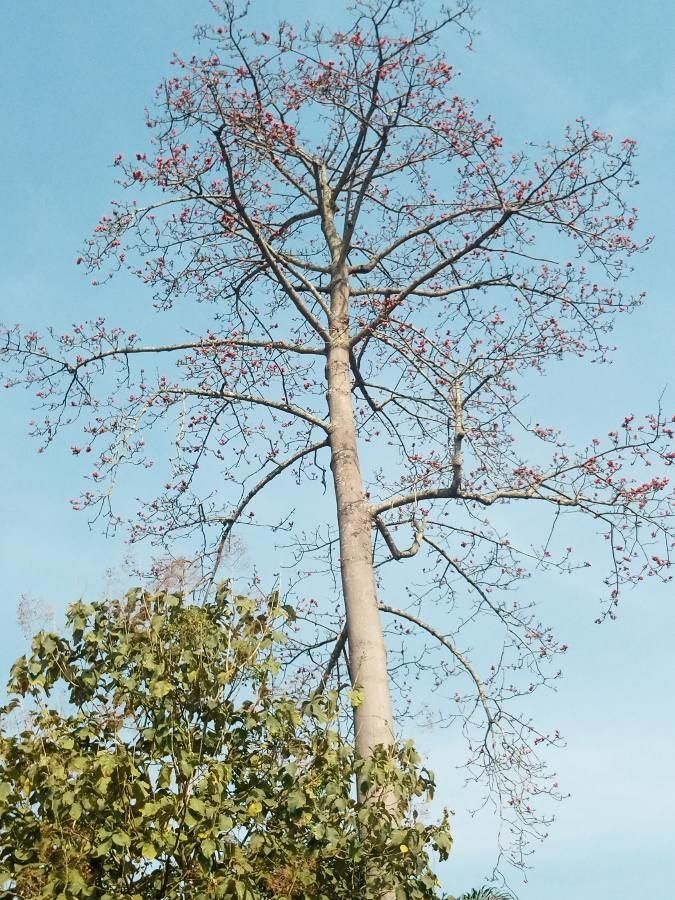 Bombax buonopozense bark