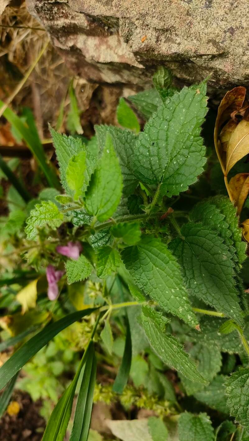 Stachys bullata leaf