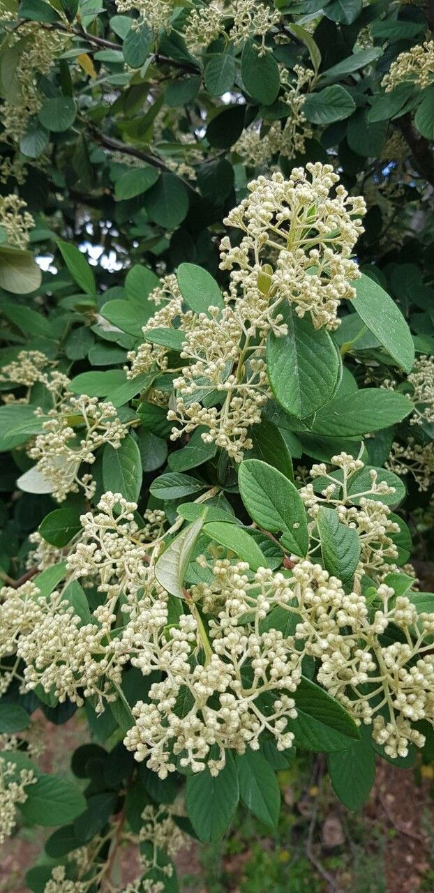 Cotoneaster frigidus flower
