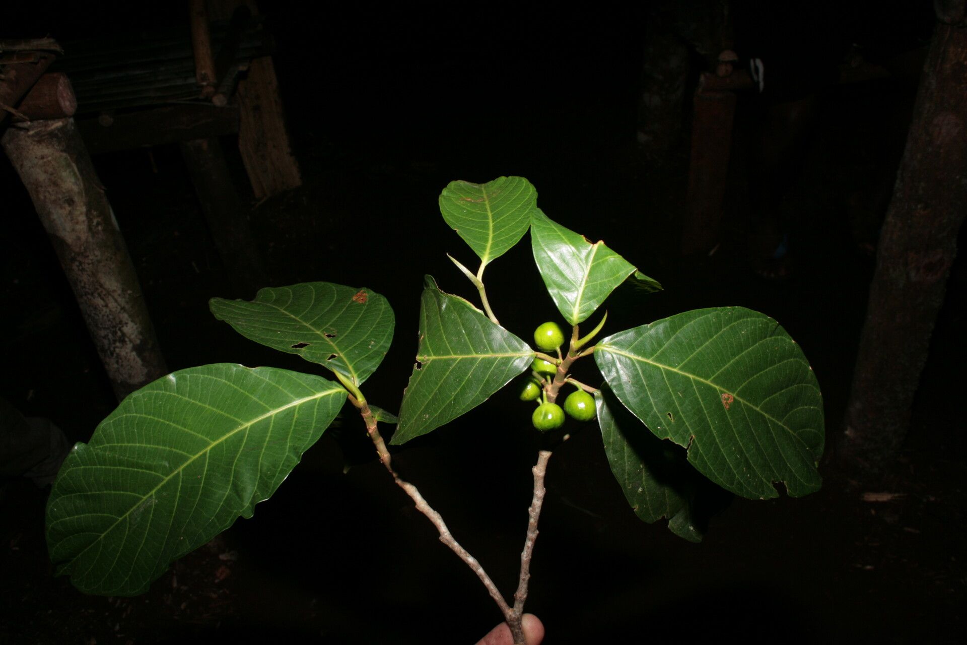 Ficus rubrivestimenta — houseplant care guide