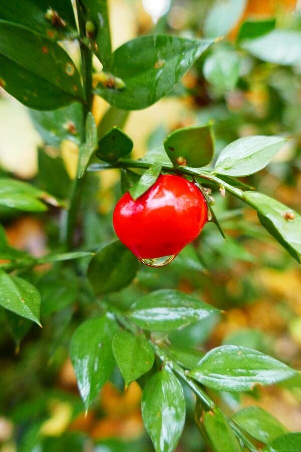 Ruscus aculeatus fruit