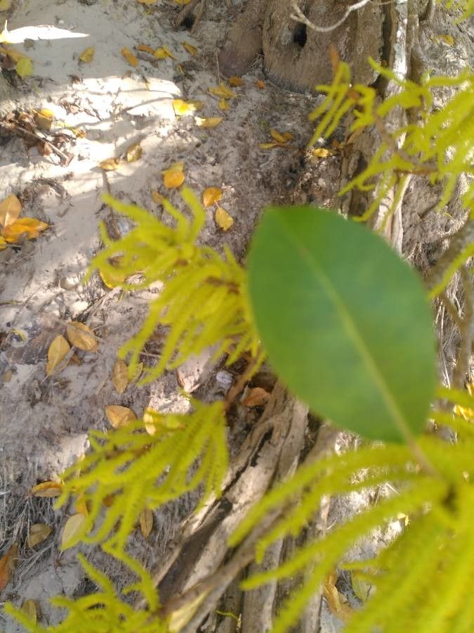 Excoecaria agallocha leaf