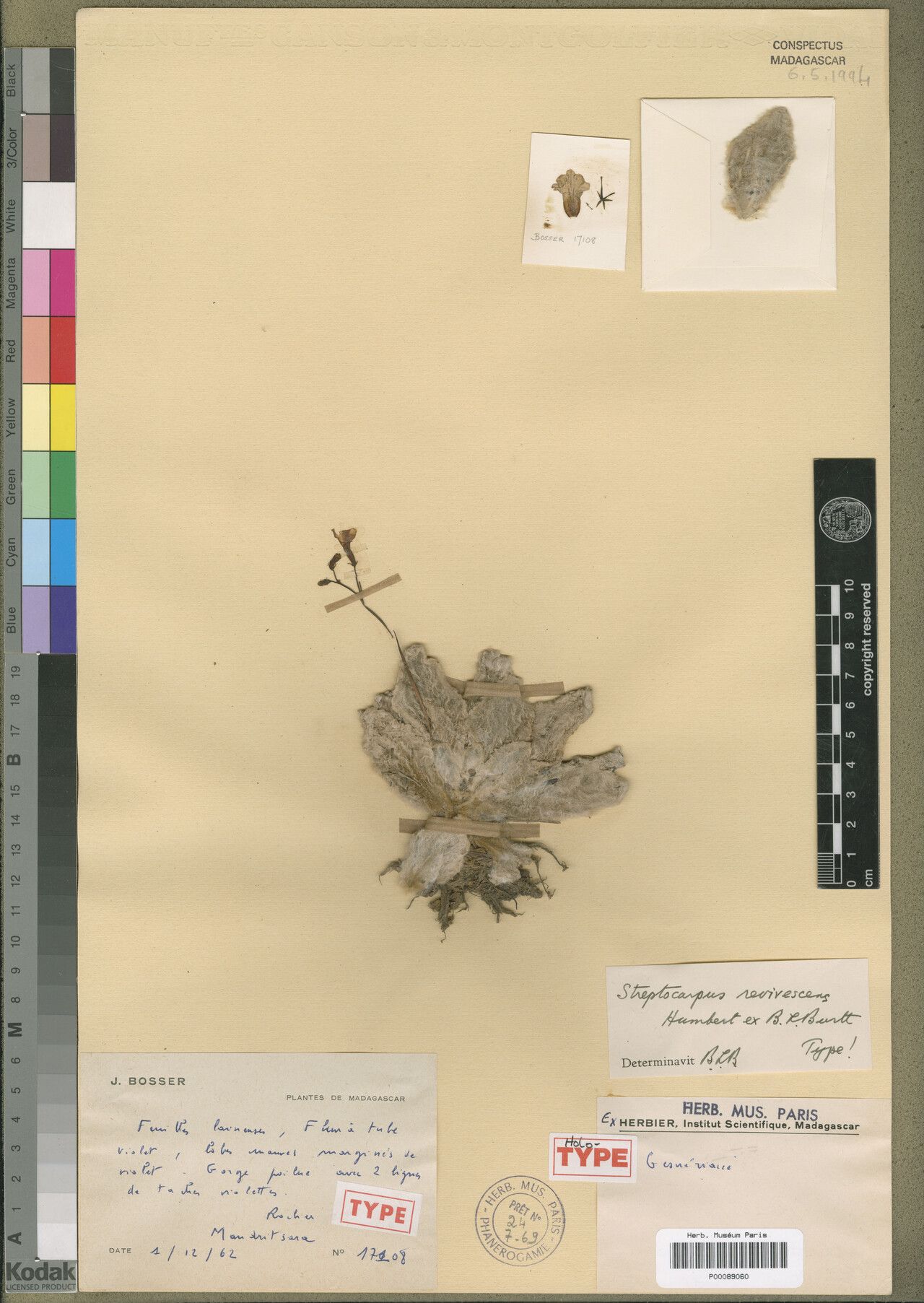 Streptocarpus revivescens — search result for 'Streptocarpus'