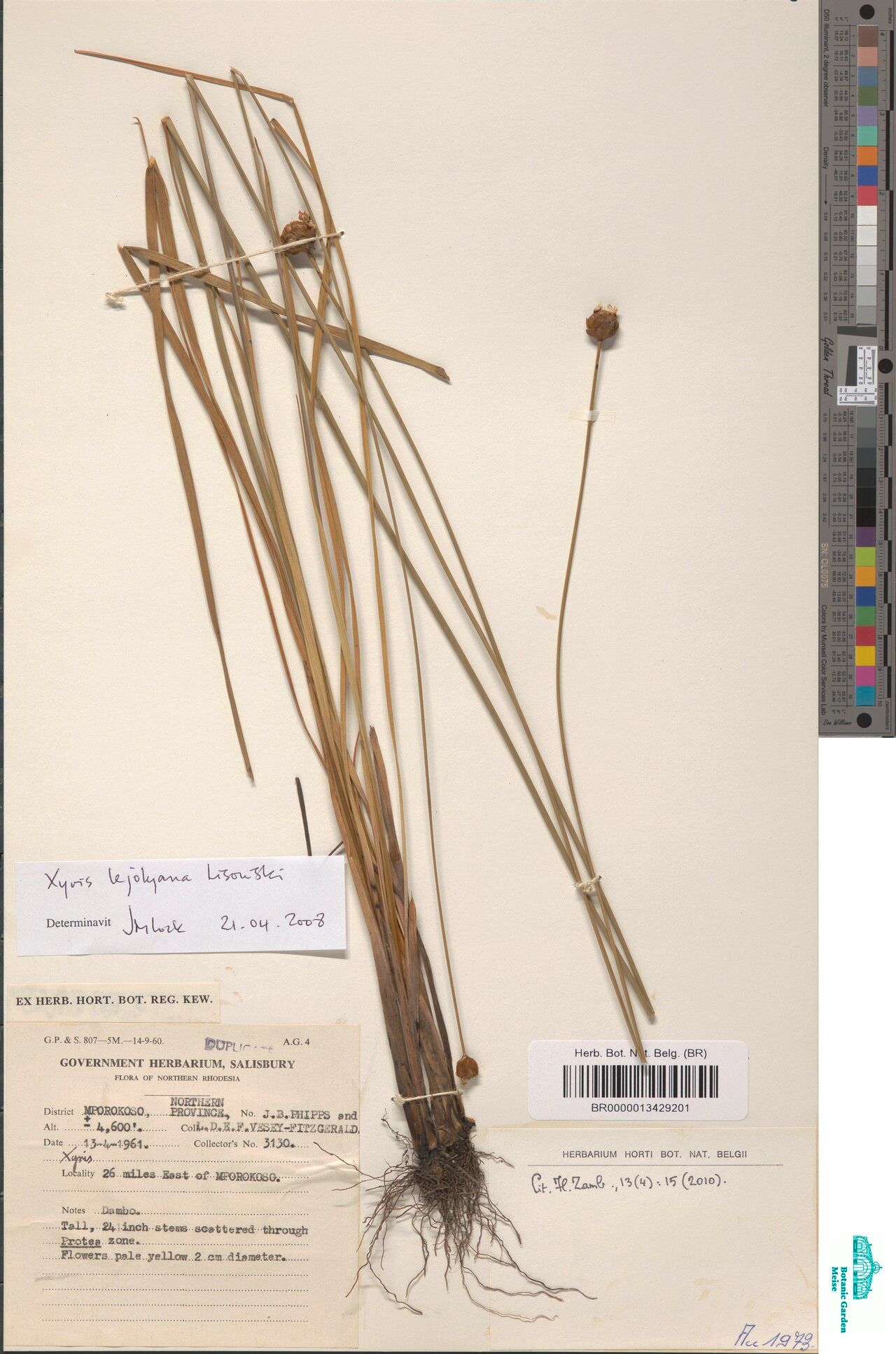 Xyris lejolyana — houseplant care guide