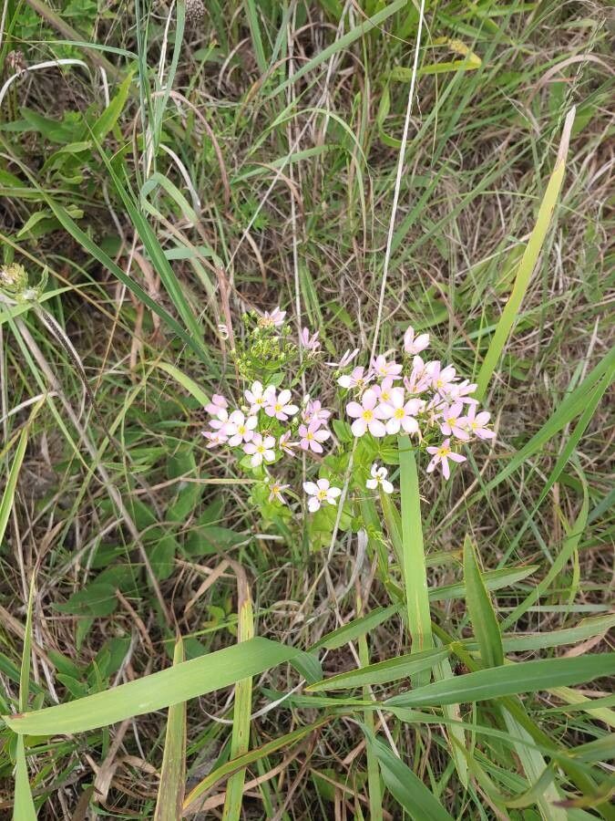 Sabatia angularis habit