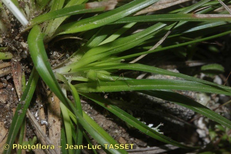 Carex mabilliana — houseplant care guide