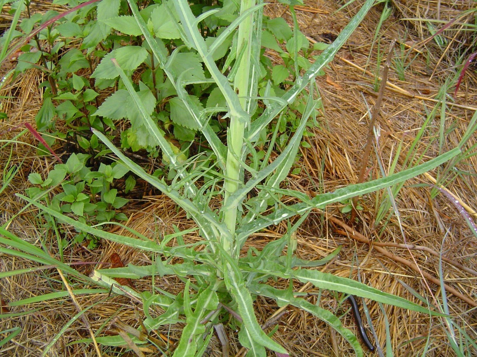 Sonchus schweinfurthii habit