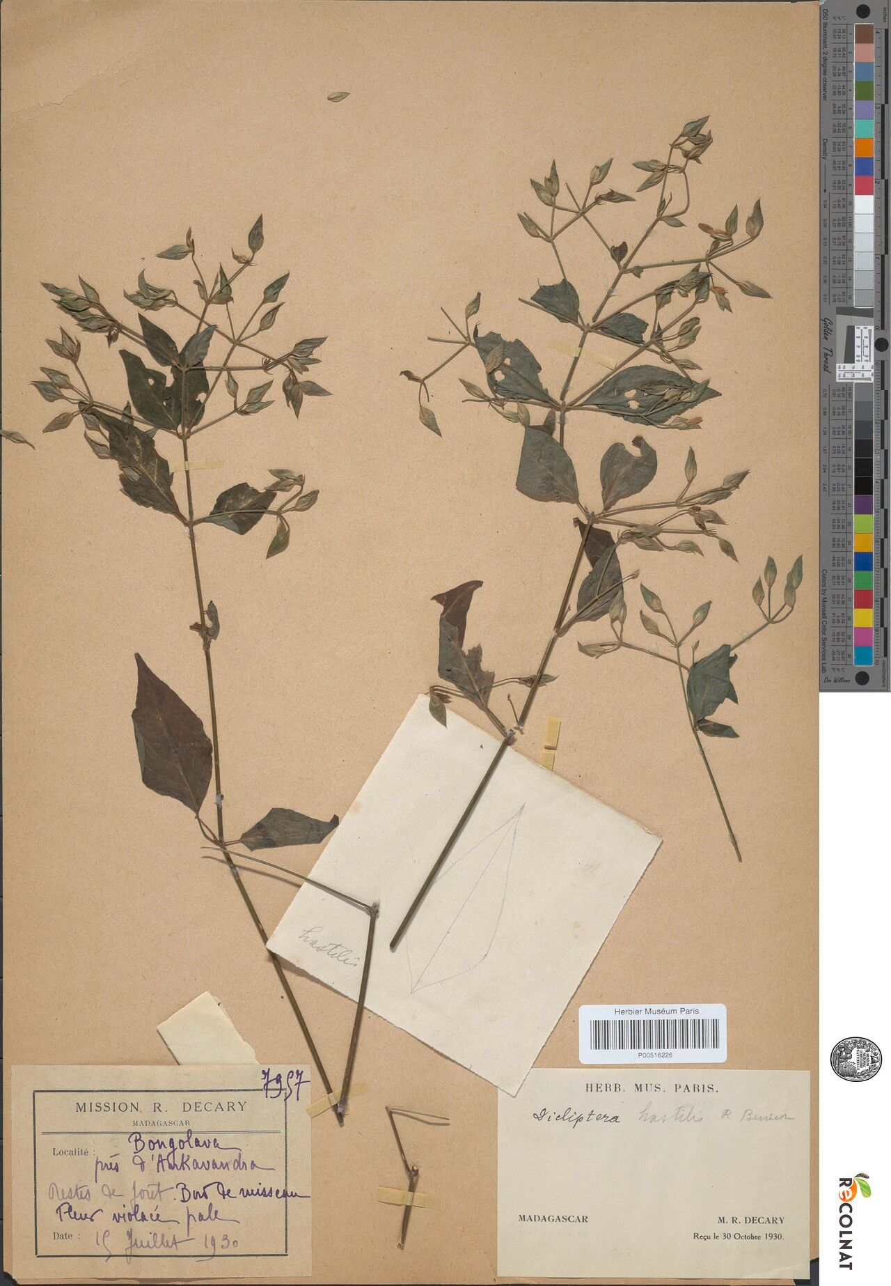 Dicliptera hastilis — houseplant care guide