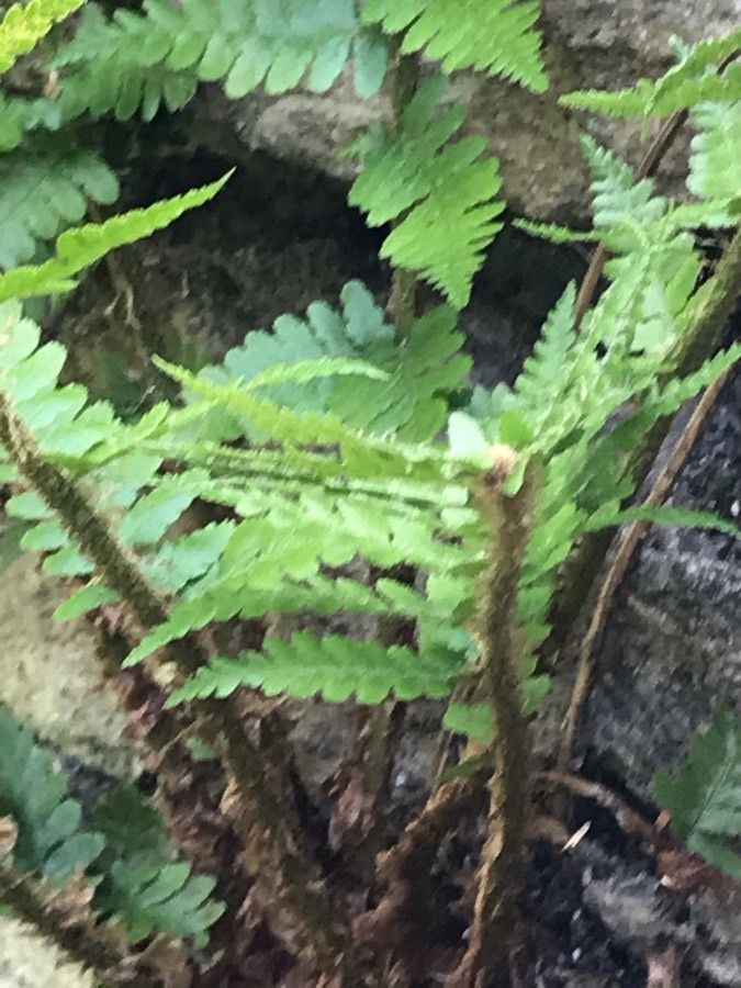 Hemionitis acrostica leaf