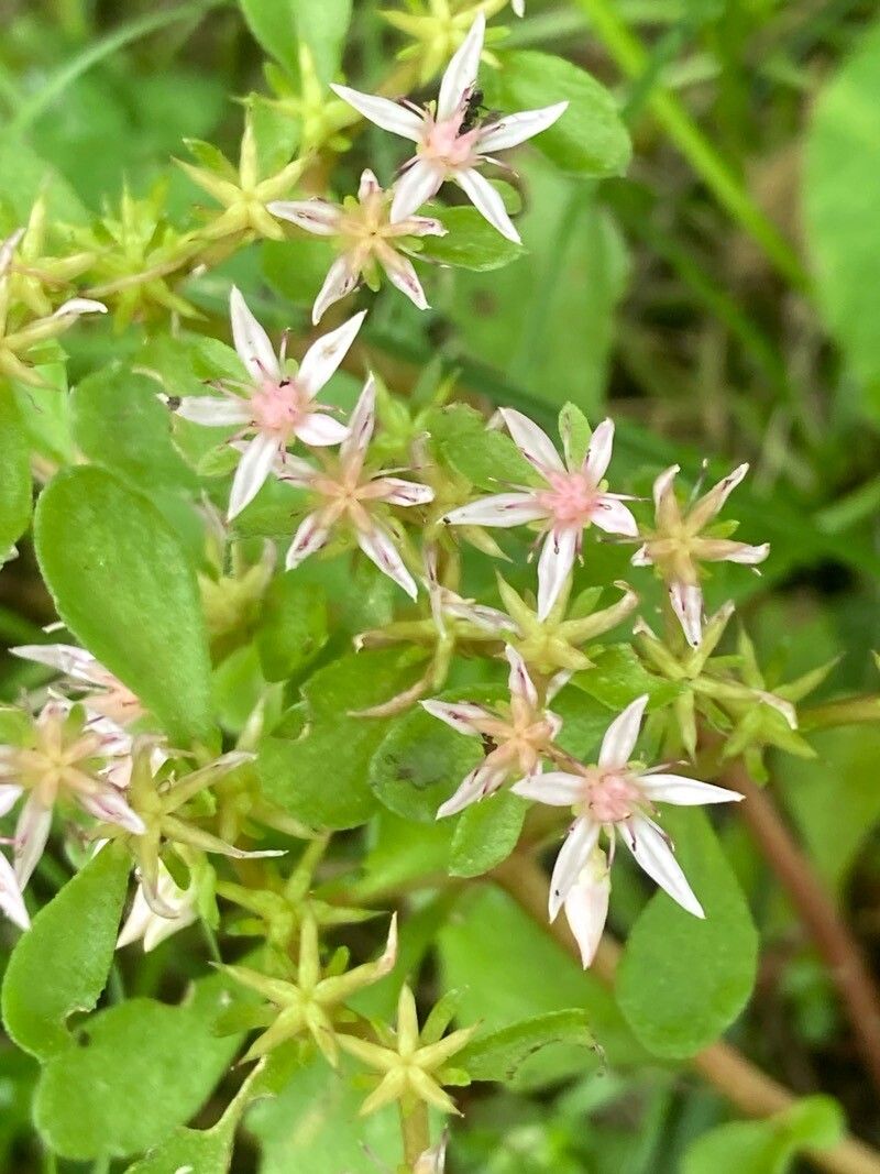Phedimus stolonifer flower