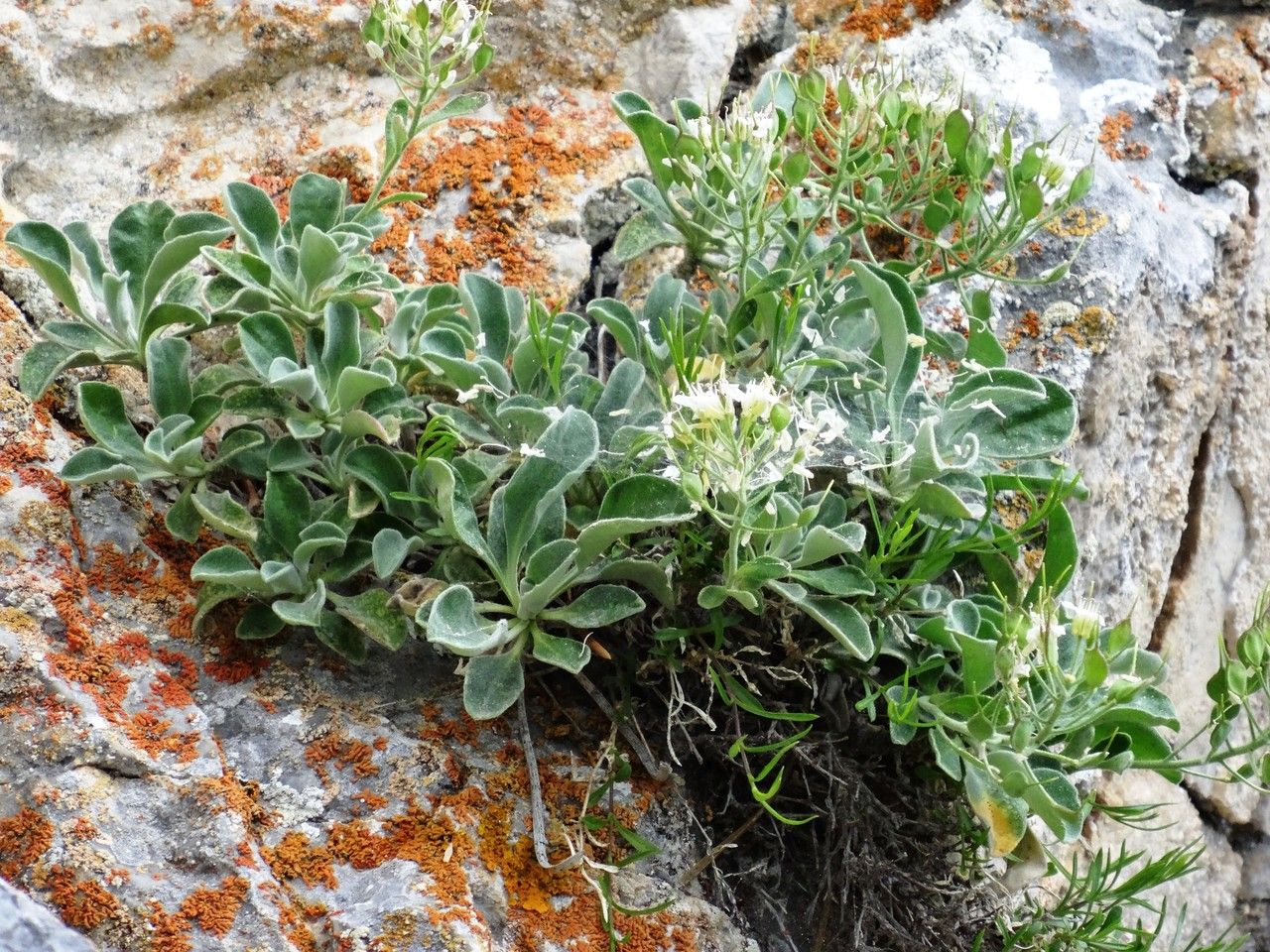 Hormathophylla pyrenaica habit