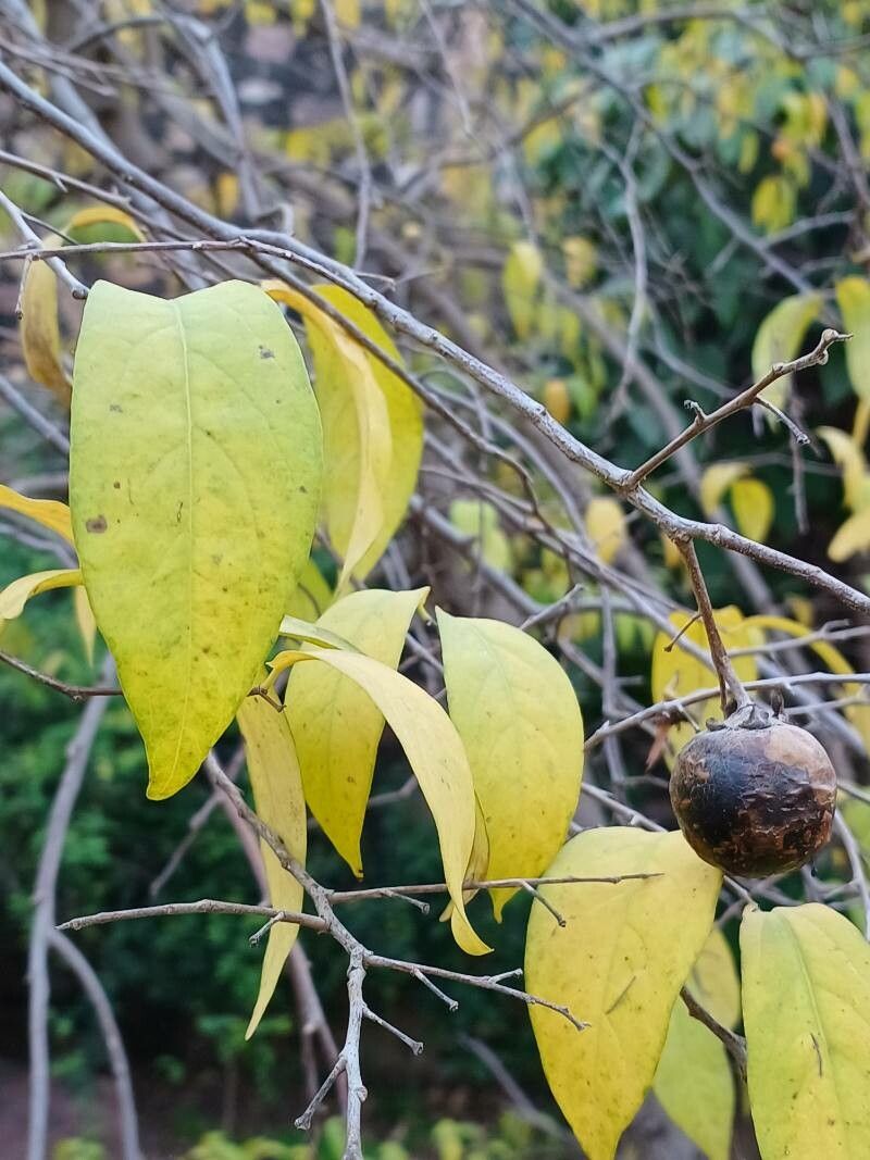 Diospyros montana — houseplant care guide