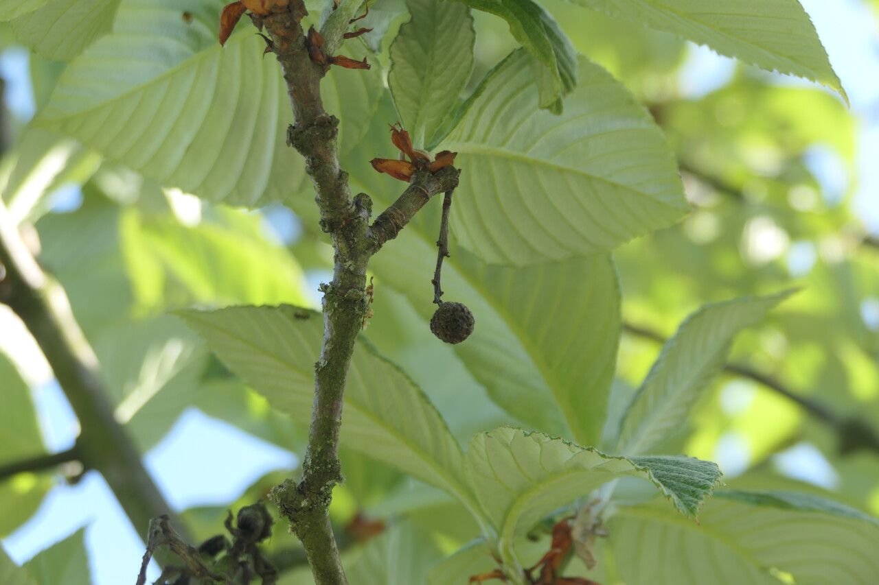 Sorbus thibetica fruit