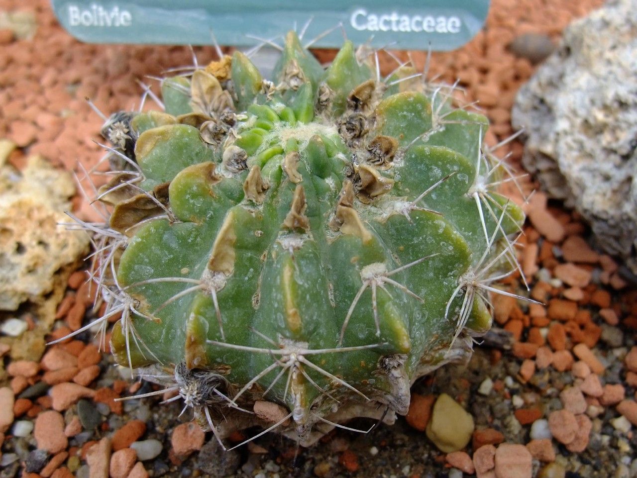 Echinopsis obrepanda habit