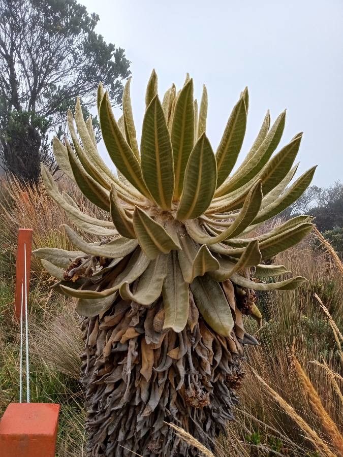 Espeletia boyacensis leaf