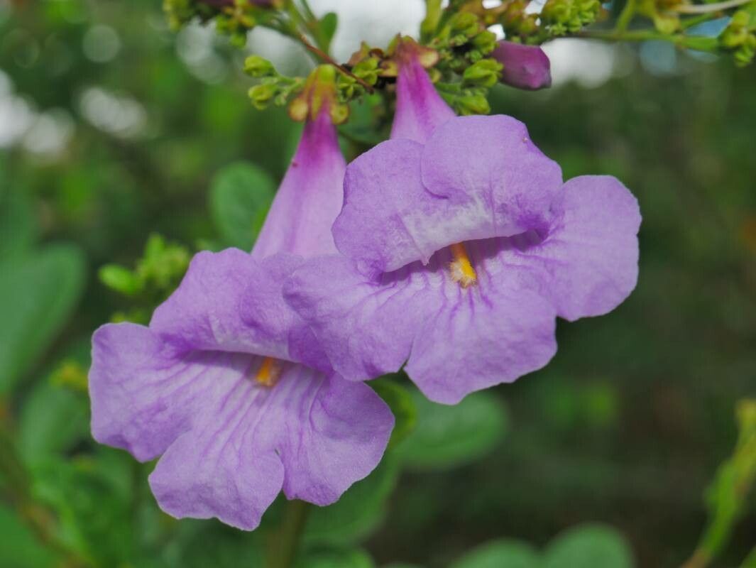 Jacaranda brasiliana flower