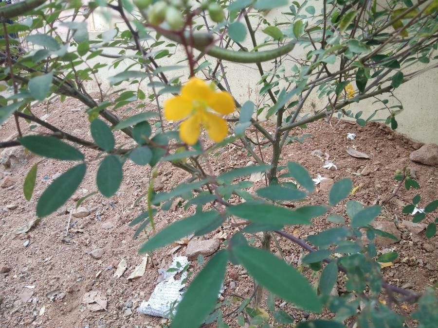 Senna sophera flower