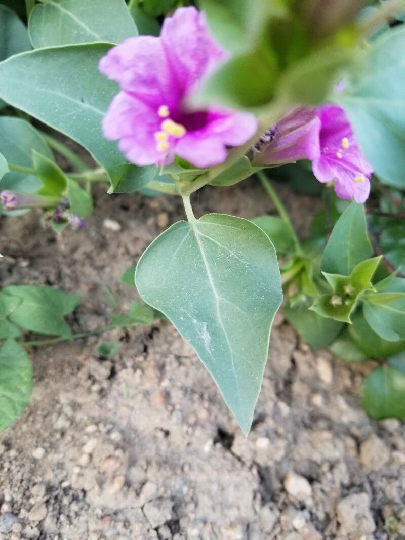 Mirabilis multiflora — search result for 'Mirabilis'