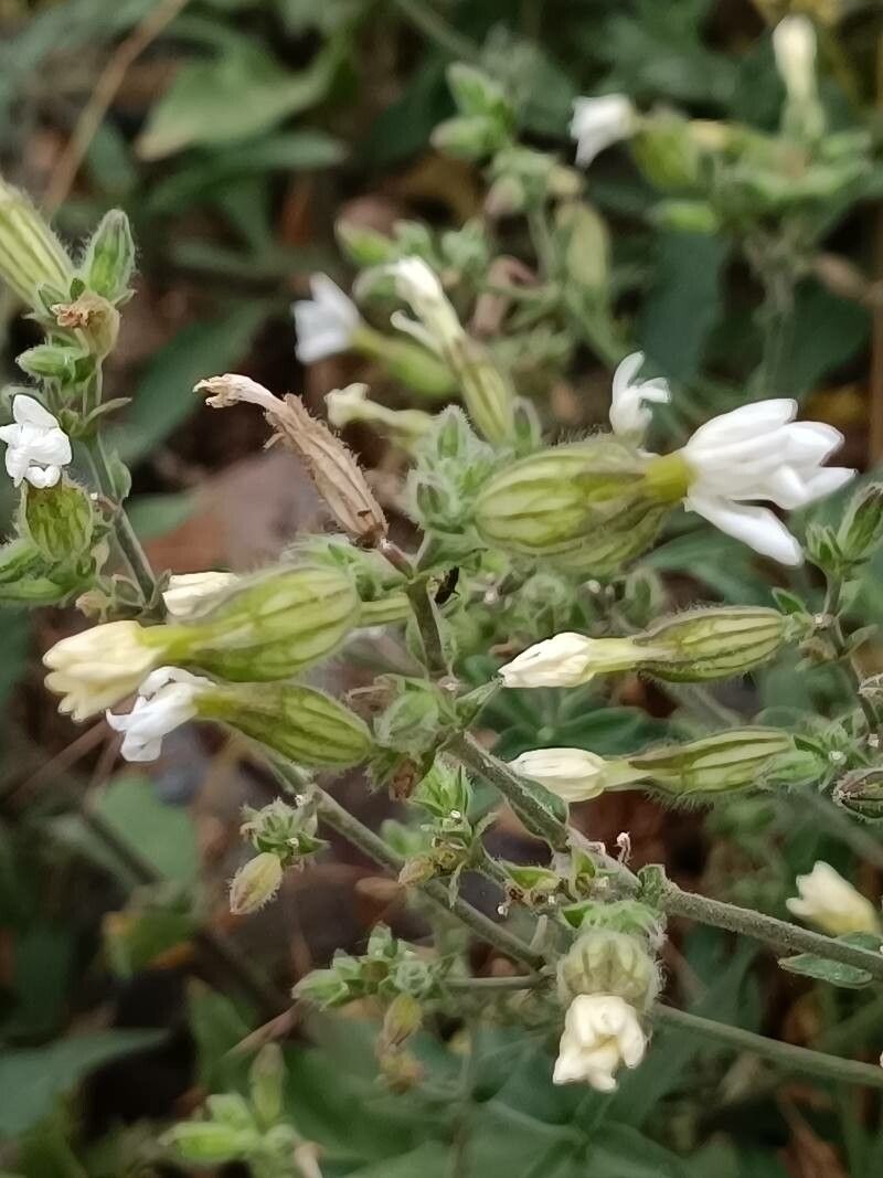 Silene dichotoma flower