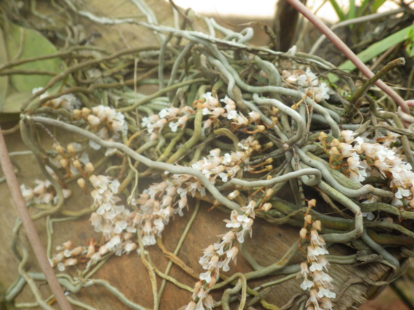 Microcoelia macrorrhynchia habit