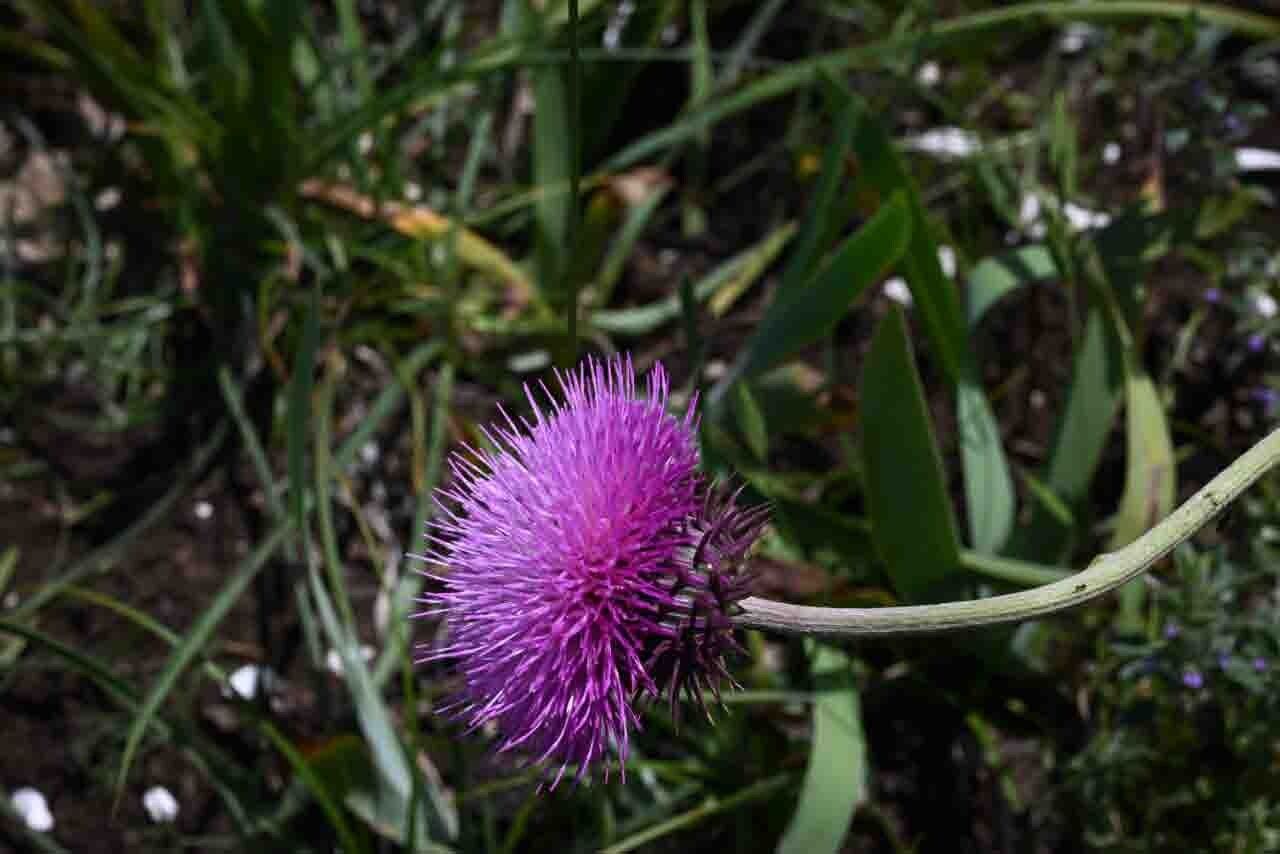 Carduus micropterus flower