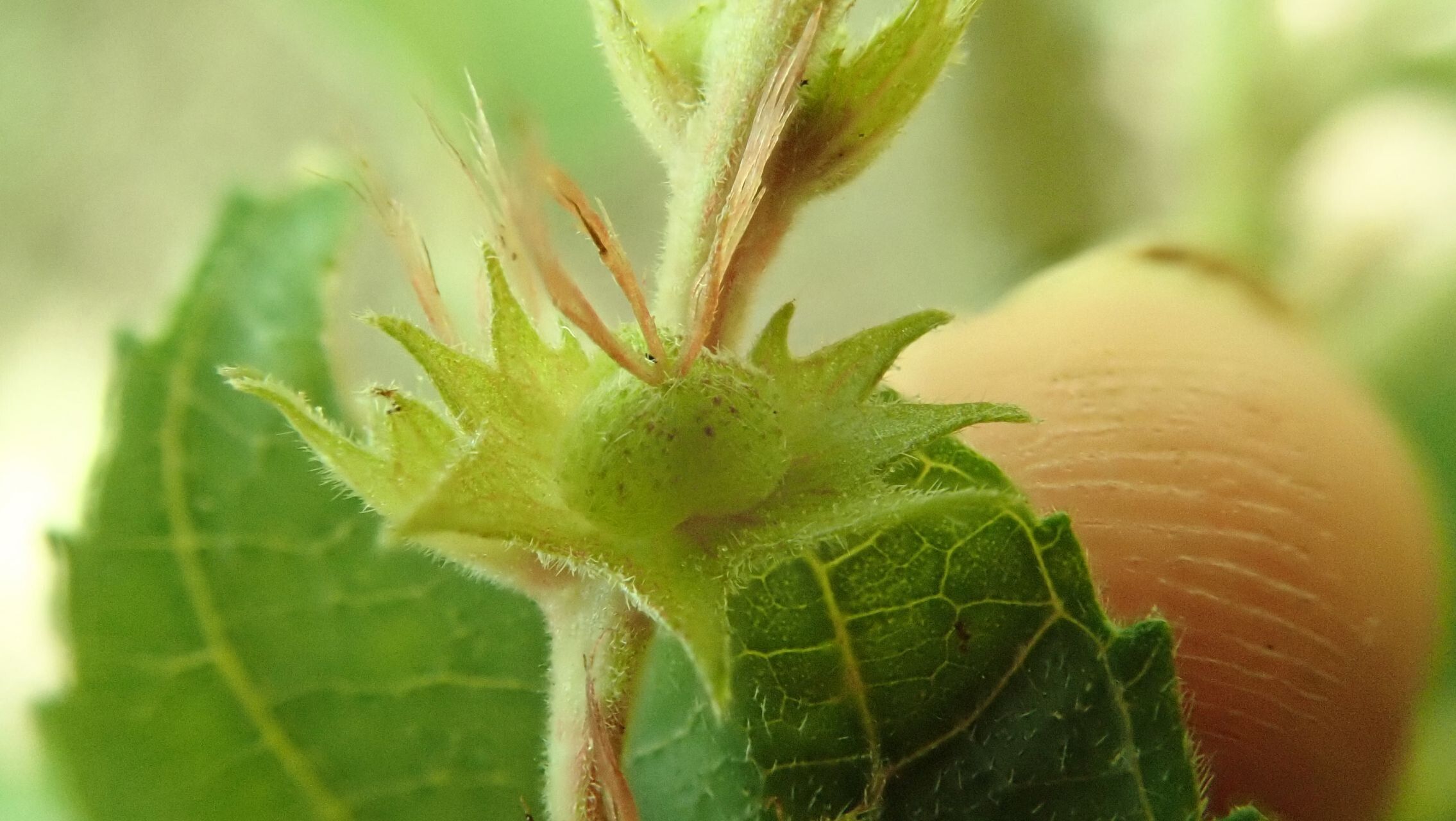 Acalypha pancheriana fruit