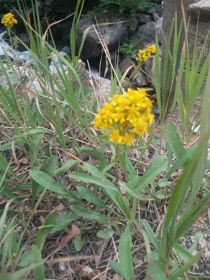 Solidago missouriensis flower