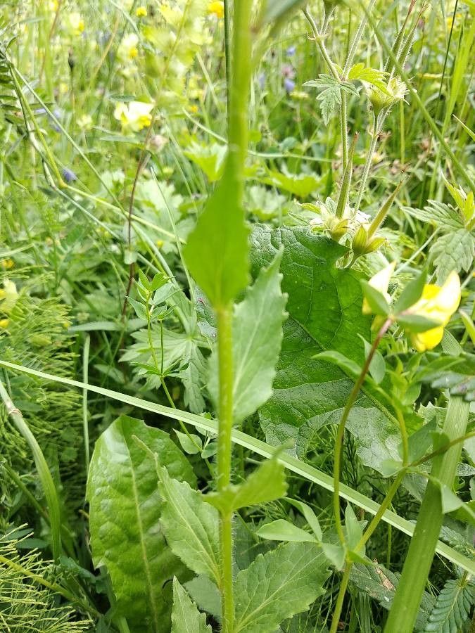 Campanula rhomboidalis leaf