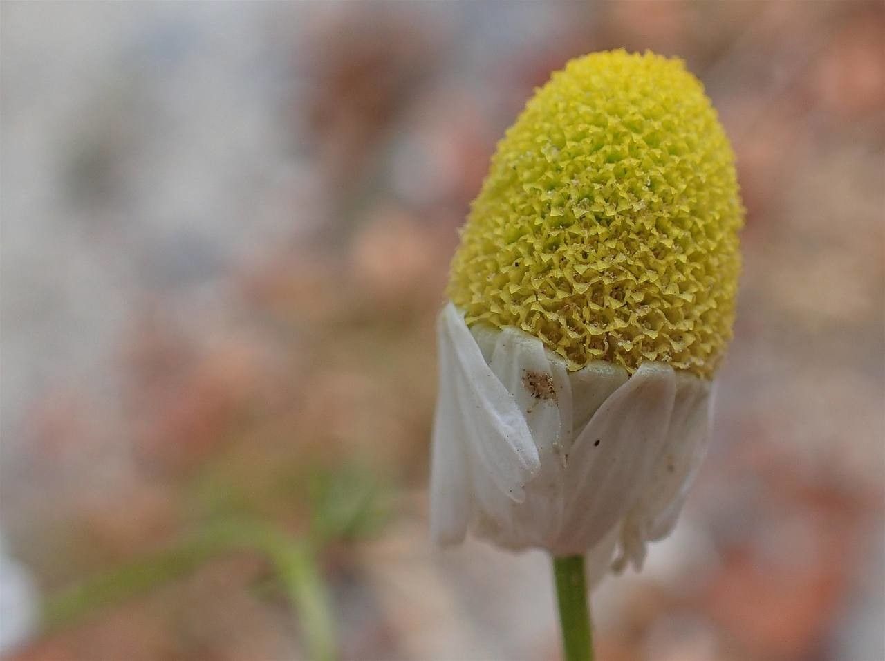 Matricaria chamomilla fruit