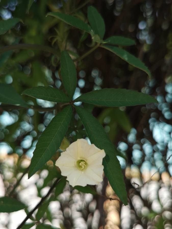 Merremia quinquefolia flower