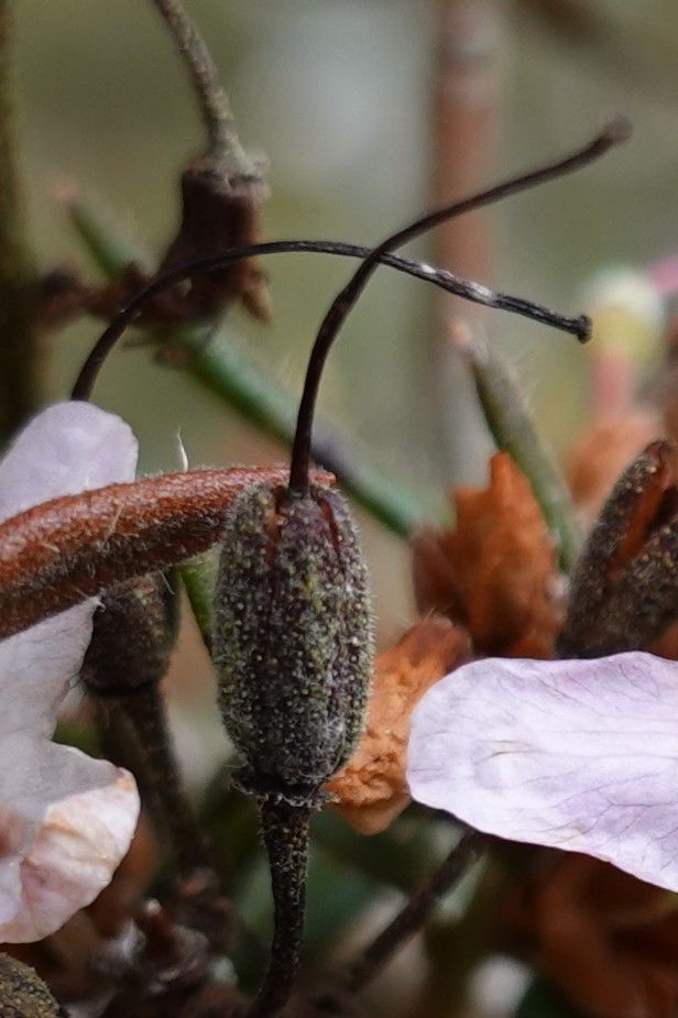 Rhododendron pubescens fruit