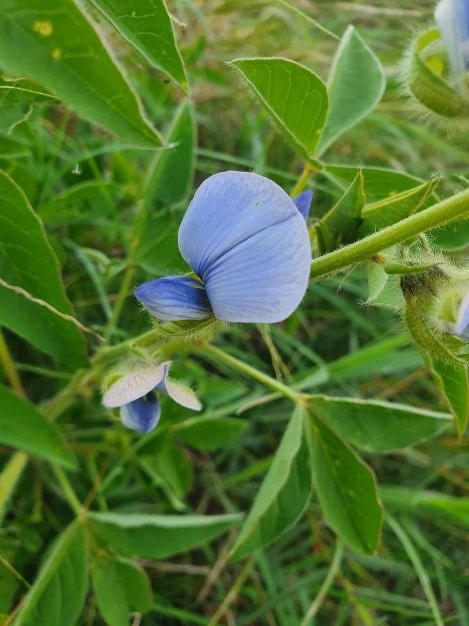 Crotalaria polysperma flower