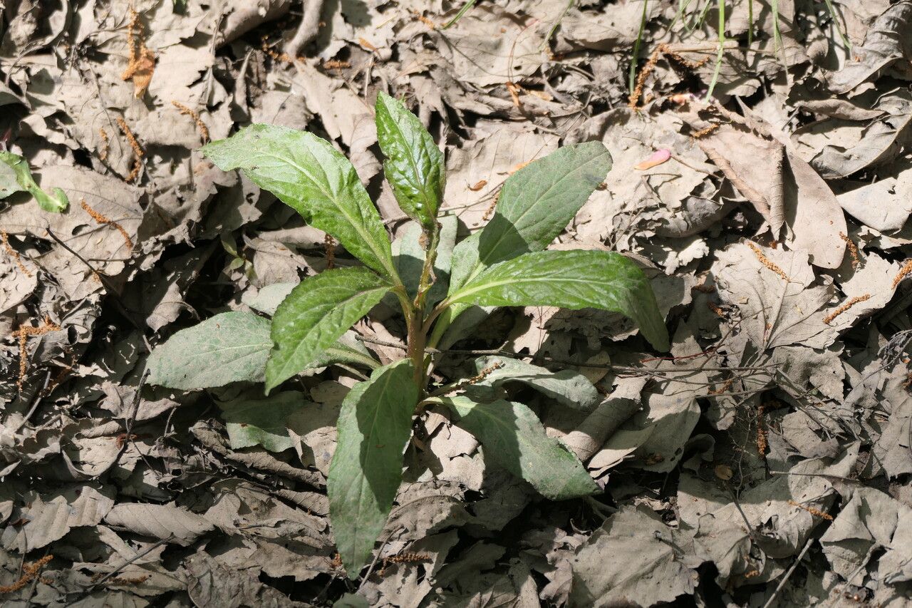 Hybanthus concolor leaf