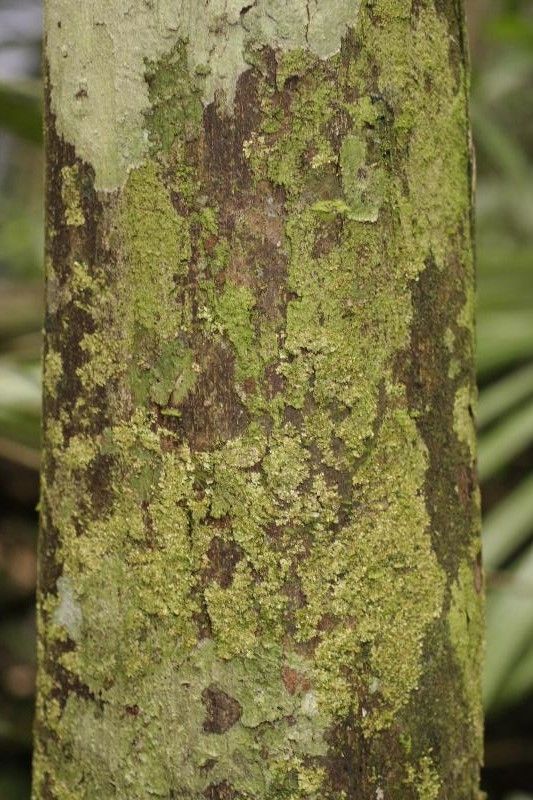 Couratari guianensis — search result for 'Guyana'