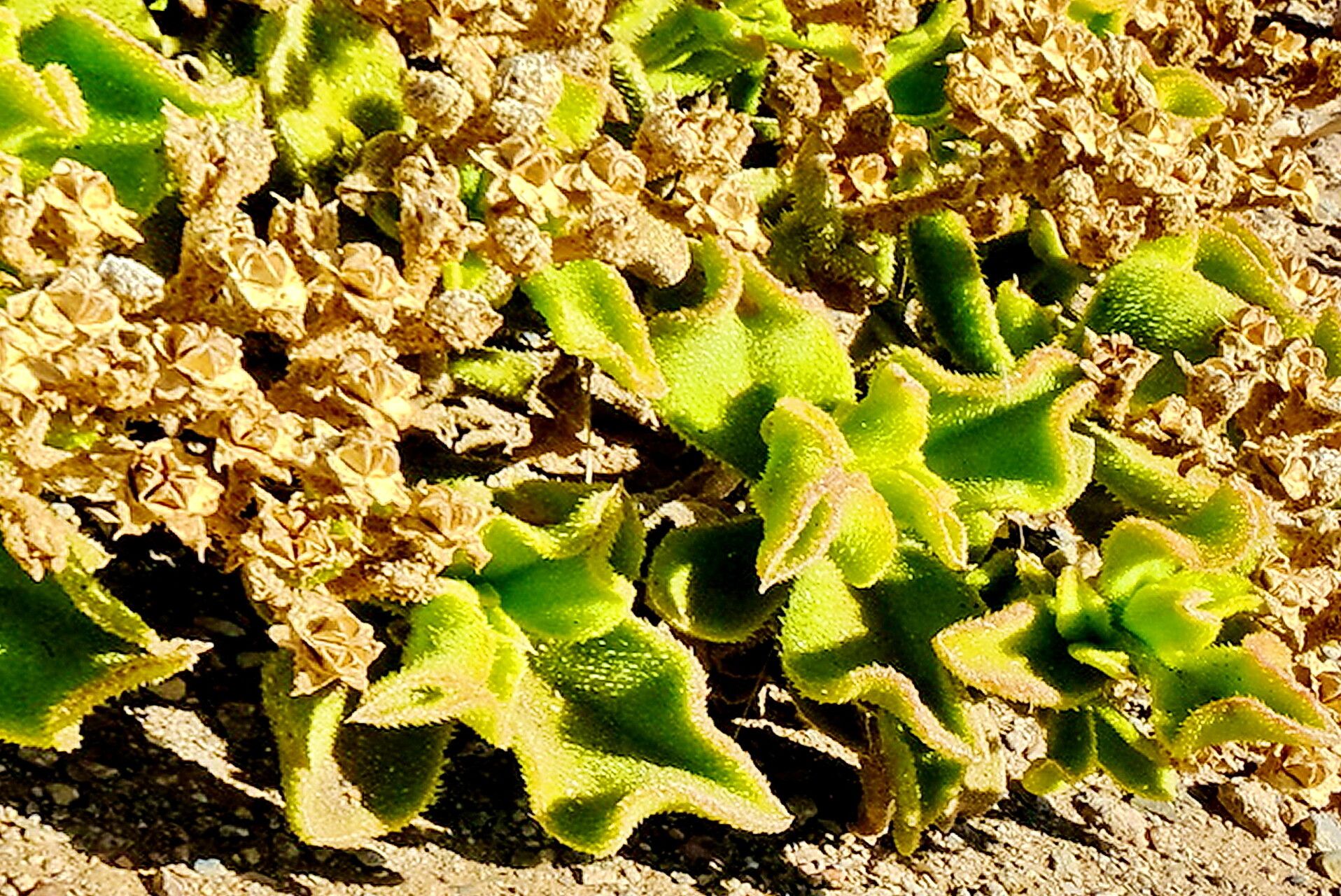 Mesembryanthemum pellitum — search result for 'Mesembryanthemum'