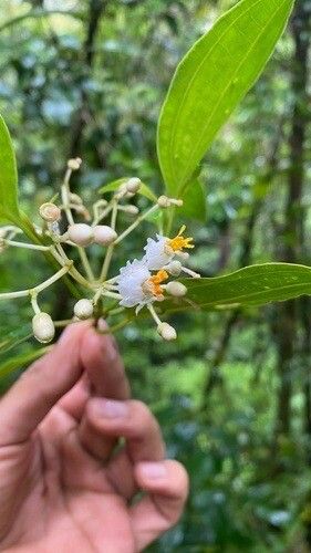 Miconia fragrantissima flower