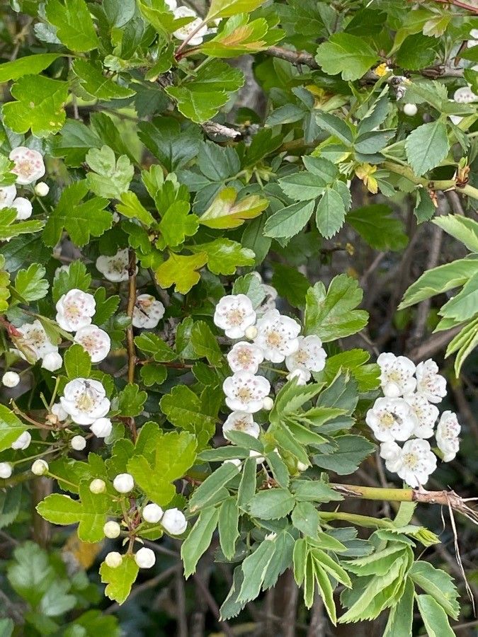 Sorbus x thuringiaca flower