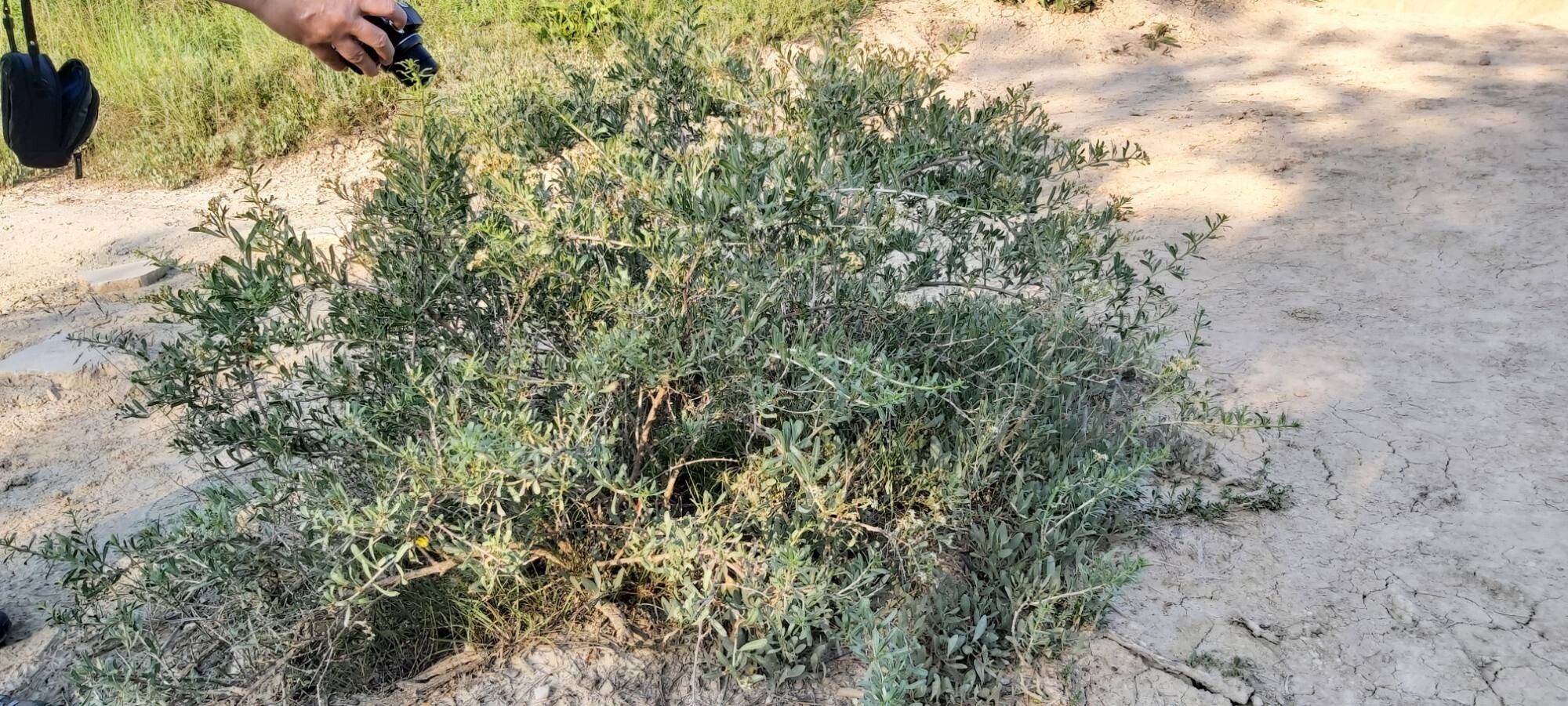 Nitraria schoberi habit